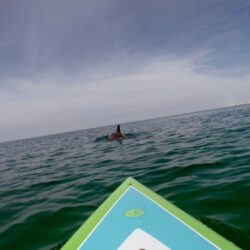 Paddle Boarding in Destin Florida