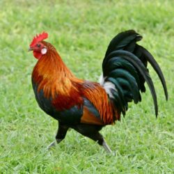 Rooster HD Wallpapers