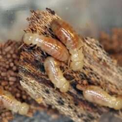 Termites Wallpapers High Quality