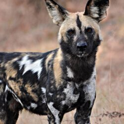 Wildlife of the World: African Wild Dog Wallpapers 2012
