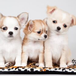 Wallpapers Puppy Chihuahua Dogs Three 3 Animals