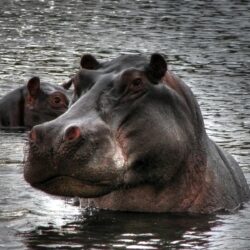 Stroppy hippo HD Wallpapers
