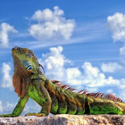 Iguana Wallpapers 3