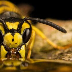 Latest Bee HD Wallpapers Image And Photos Free Download