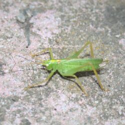 Bush crickets – A Dartmoor blog