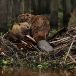beaver, Rodent, Castor Wallpapers HD / Desktop and Mobile