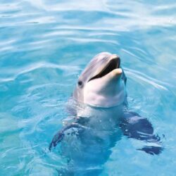 Dolphin Wallpapers 17 Backgrounds