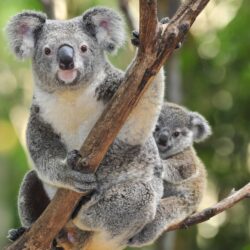 41 Koala Wallpapers