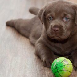 labrador retriever playing ball wide hd wallpapers