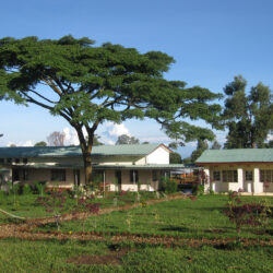 burundi tree