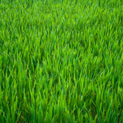 Grass Pictures, Fantastic Grass Photos