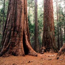 Sequoia National Park Wallpapers High Quality