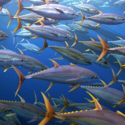 Tuna Fish Wallpapers