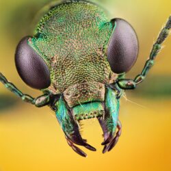 479 Insect HD Wallpapers