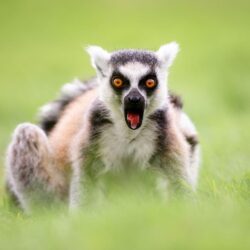 Wallpapers Lemurs Surprise emotion Ring