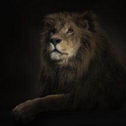 3D Lion Wallpapers