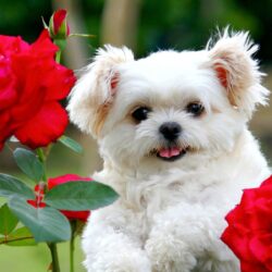 Collection of Puppy Wallpapers on HDWallpapers