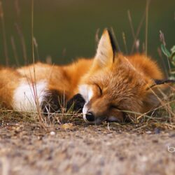 Red fox, Alaska