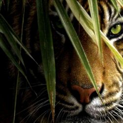 Tiger wallpapers 158354