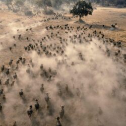 Animals: Aerial View Of A Herd Of African Buffalo, Botswana