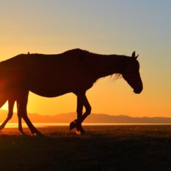horse kyrgyzstan song kul sunset lake silhouette Wallpapers HD