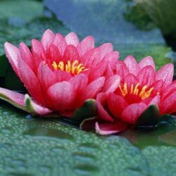 Charming Pink Lotus Flowers: Lotus Flower Wallpapers