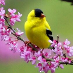 Colorful Little Bird HD Wallpapers