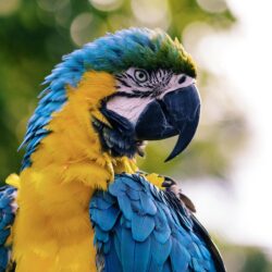 Macaw Pictures [HD]