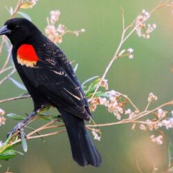 Red winged Blackbird by fileboy