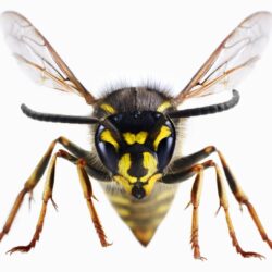 36+ Best HD Wasp Wallpapers