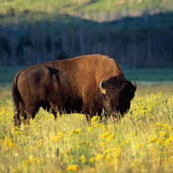 buffalo wallpapers download