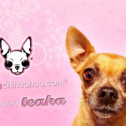 download free famous chihuahua wallpapers