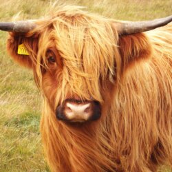 Highland Cattle Free HD Wallpapers Image Backgrounds