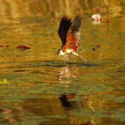 Wallpapers Botswana, Bird, Africa, Flight HD, Picture, Image