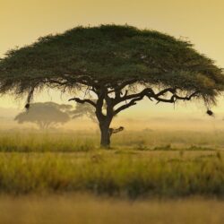 umbrella acacia tree kenya africa HD wallpapers
