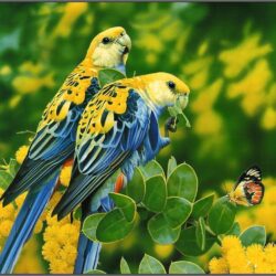 lovebirds wallpapers – 1054×775 High Definition Wallpapers