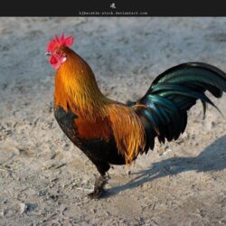 Rooster by kjherstin wallpapers