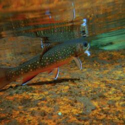 Free download HDWP 50 Trout Wallpapers Trout Collection of