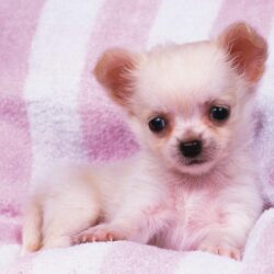 41 units of Puppy Wallpapers