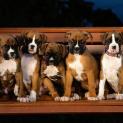 Boxer Puppy Wallpapers Group