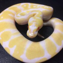 Meet Winry! Our first ball python