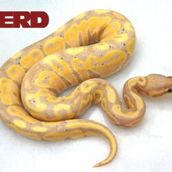 Male Banana Mojave Poss Yellowbelly Ball Python