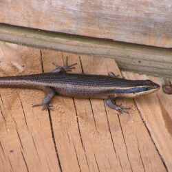 File:Striped skink