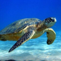 Turtle HD Wallpapers