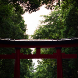 torii gate in forest [] : wallpapers