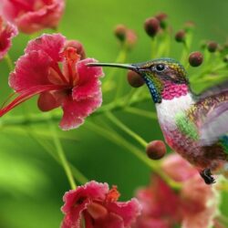 Beautiful hummingbird wallpapers for desktop 14