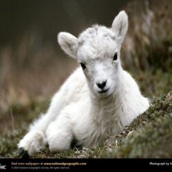 p.25, Mountain Goat Widescreen Pics