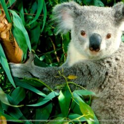Hanging Out Koala Wallpapers