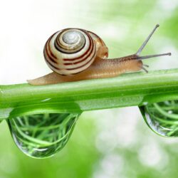 15 Ways to Get Rid of Snails & Slugs from Your Garden – Jinn