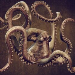 Octopus Wallpapers HD Download
